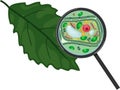 Green leaf and plant cell under magnifying glass